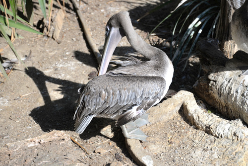 World of Birds Wildlife Sanctuary.